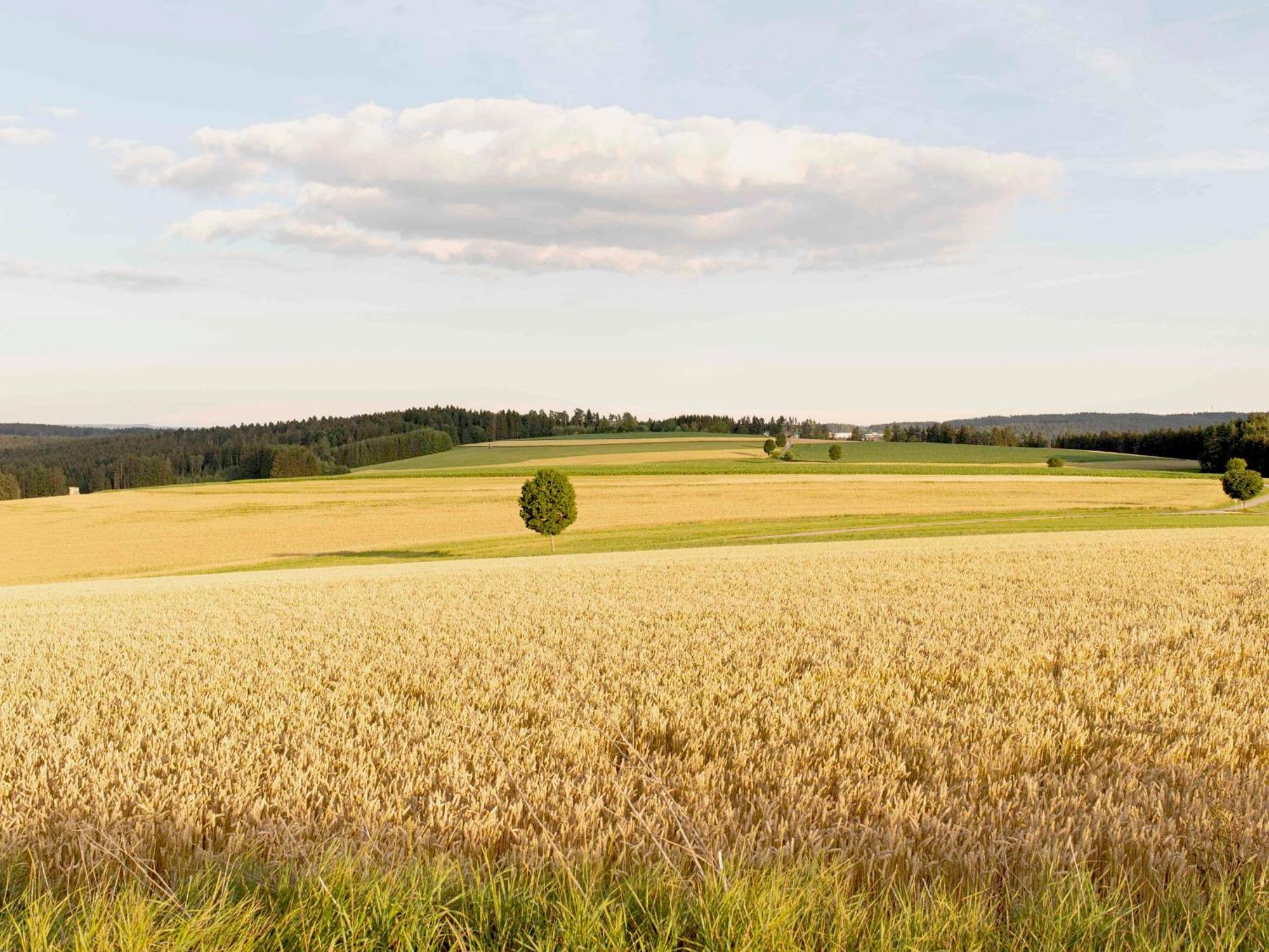 Bantlehof Apartman Niedereschach Kültér fotó